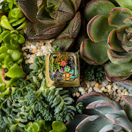 Dwarf Factory - Terrarium - SA R1 Profile Artisans